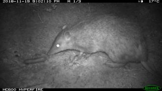 A bandicoot approaches a non-toxic cat bait during a trial on Kangaroo Island.