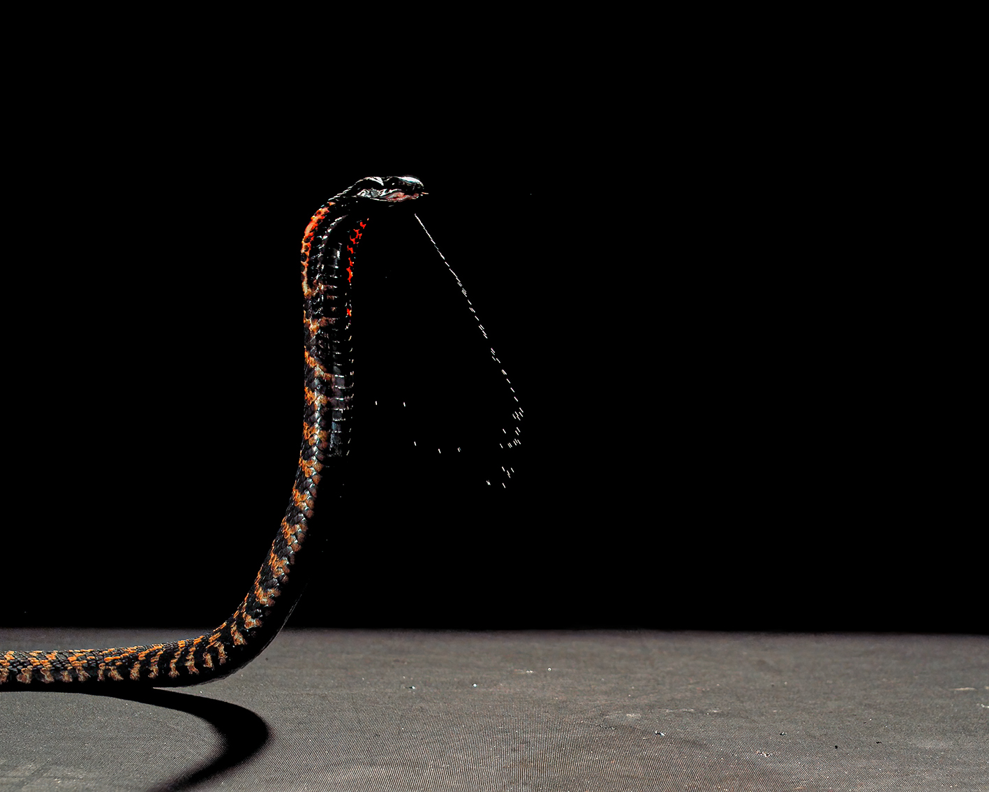 ©The Trustees of the Natural History Museum, London and Callum Mair Hemachatus haemachatus slow motion venom spitting