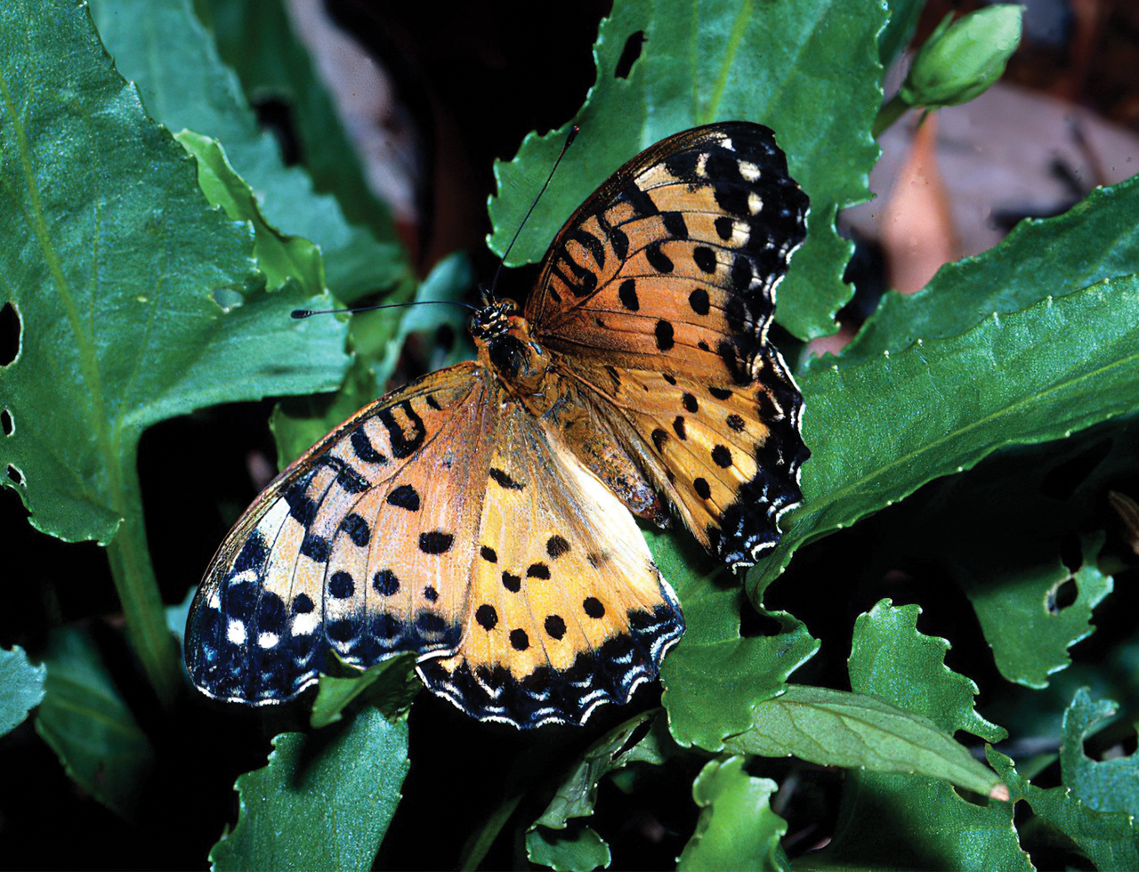 Pale Imperial Hairstreak
