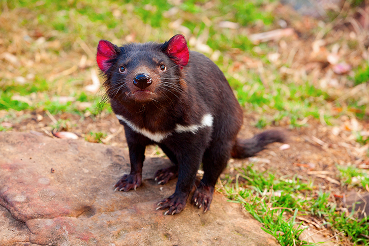 Tasmanian Devils were one of 13 marsupials whose DNA was analysed for evidence of viral fossils. Photo: Shutterstock