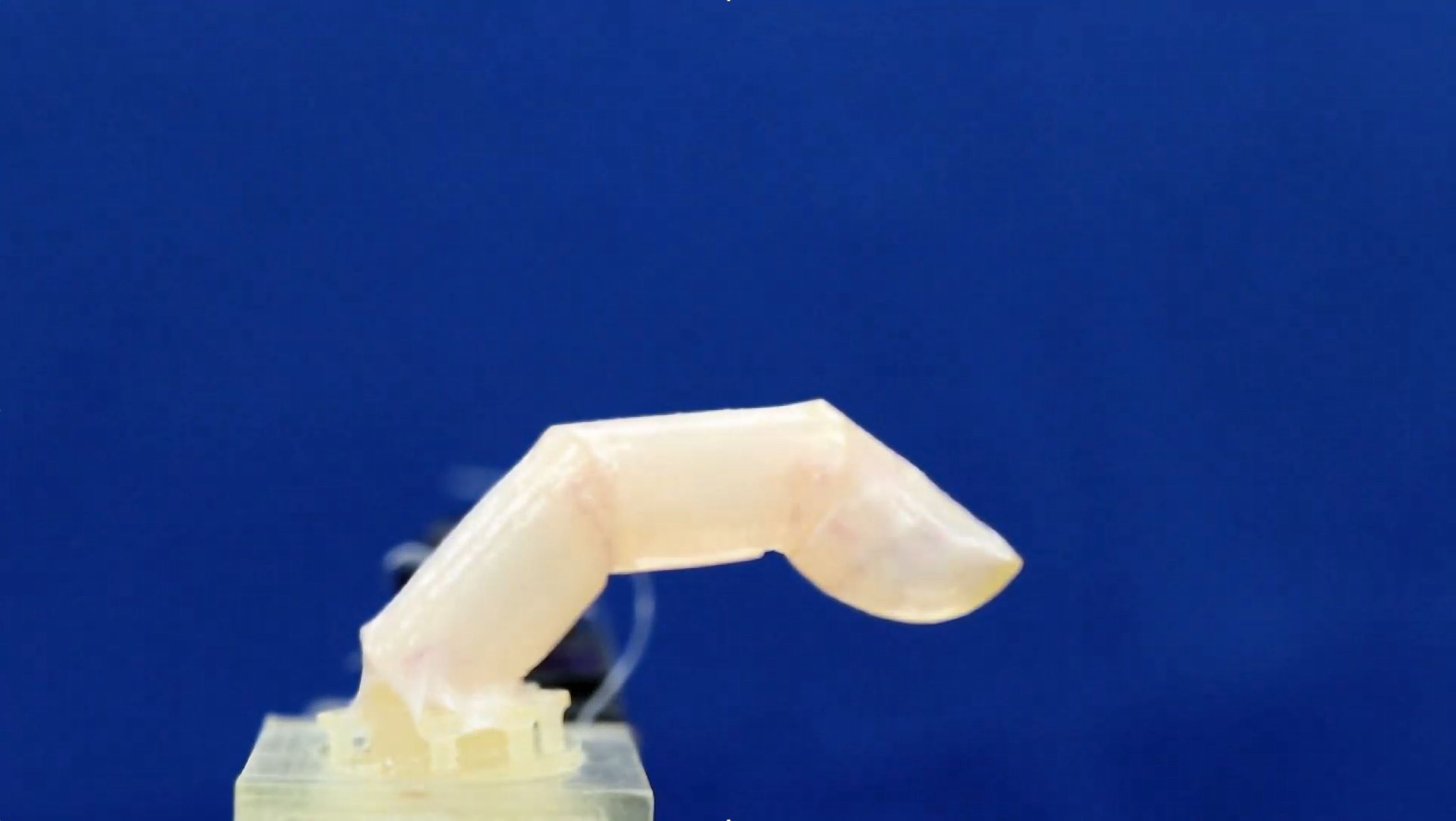 A bending robotic finger covered with human living skin developed by researchers at the University of Tokyo CREDIT Shoji Takeuchi