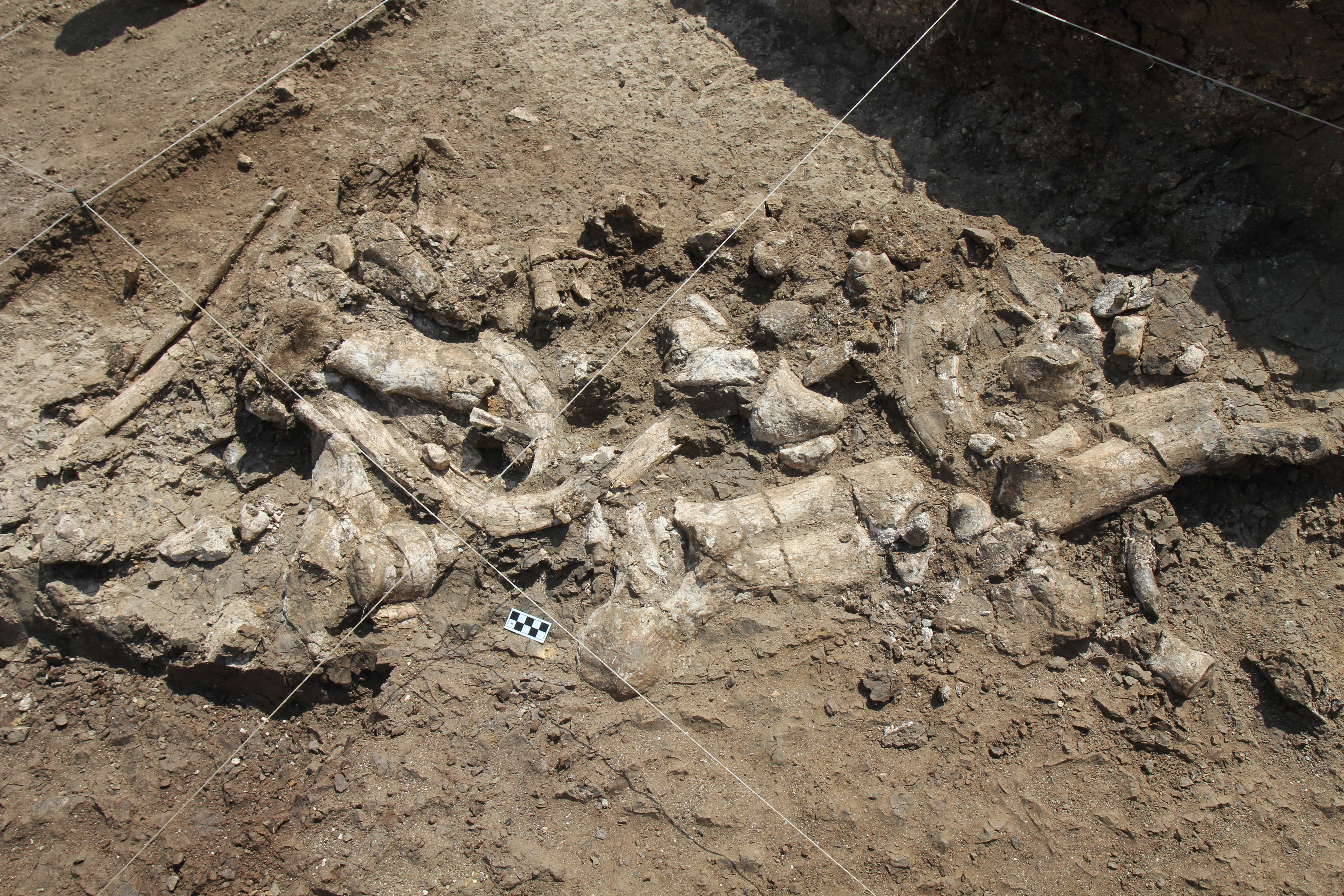 Fossil hippo skeleton and associated Oldowan artifacts at the Nyayanga site in July 2016. Credit: T.W. Plummer, Homa Peninsula Paleoanthropology Project