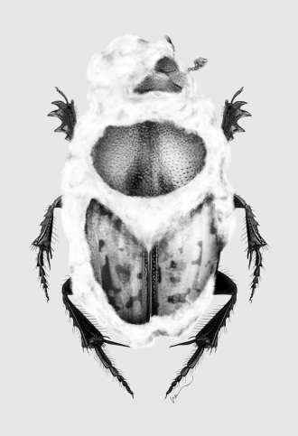 Digital illustration of a dung beetle Onthophagus vacca infected with the fungus
