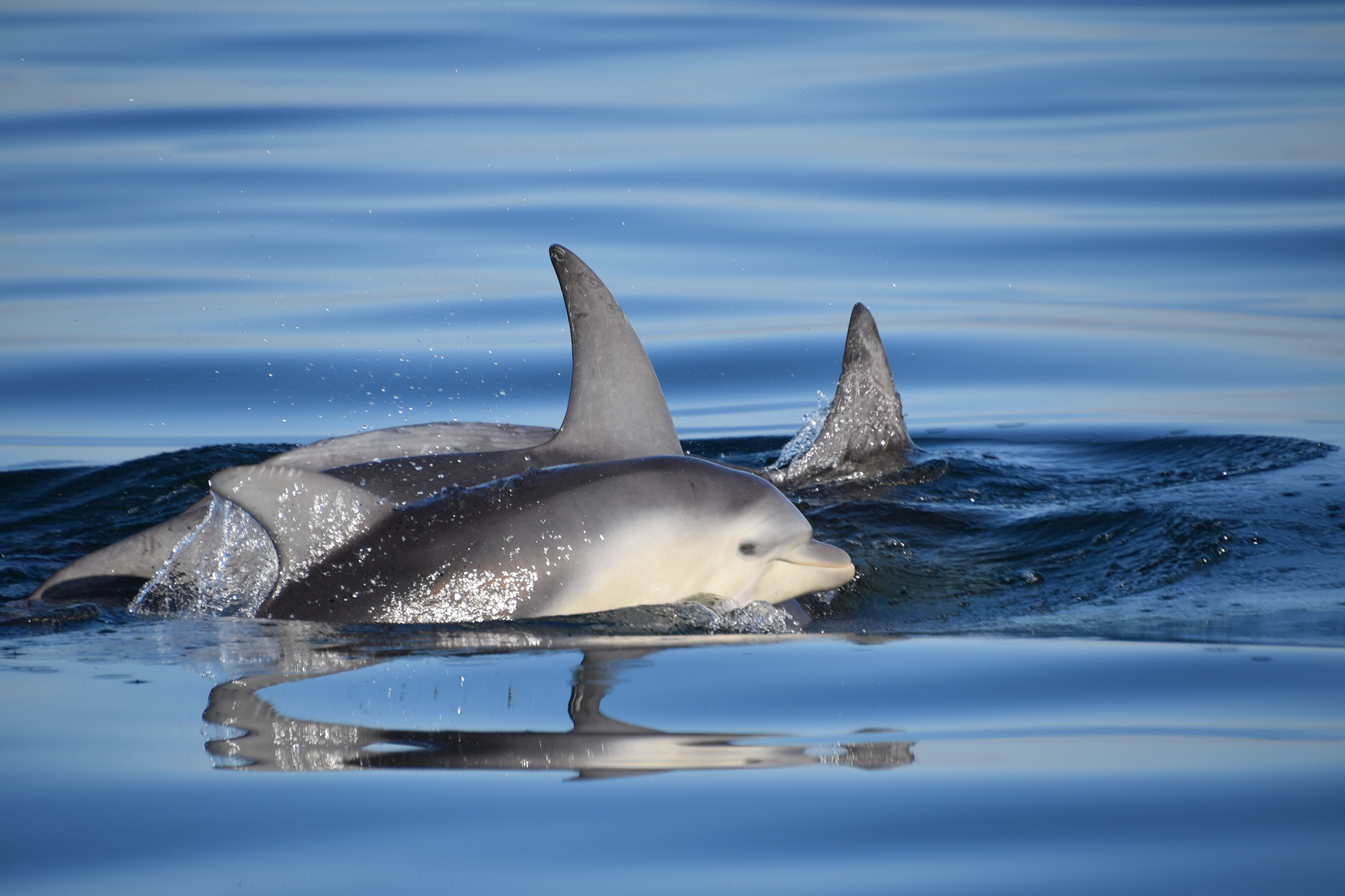 Marine Mammal Foundation