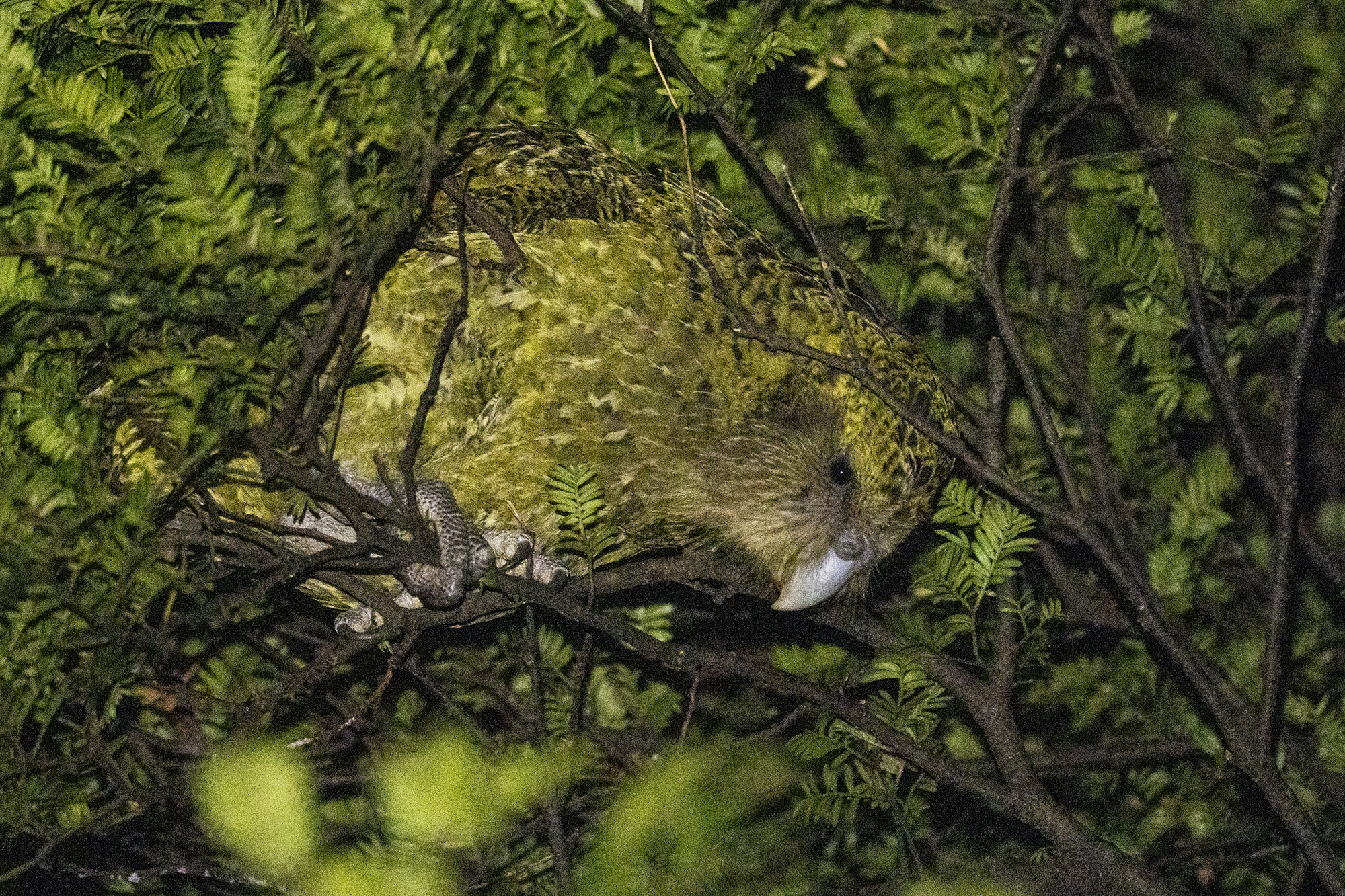 Photo by Oscar Thomas on iNaturalist (CC-BY-NC-ND)