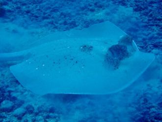 Fiji maskray 2