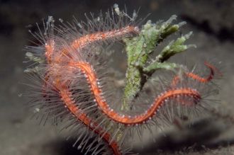 Ophiothrix purpurea - 2