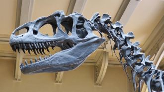 Looking at the fossilised jaws of all the big carnivorous dinosaurs would make you think 