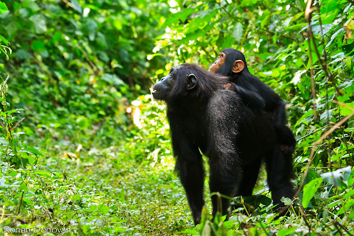 A chimpanzee mother and offspring of the Kanyawara community. CREDIT: Ray Donovan (CC-BY 4.0, https://creativecommons.org/licenses/by/4.0/)
