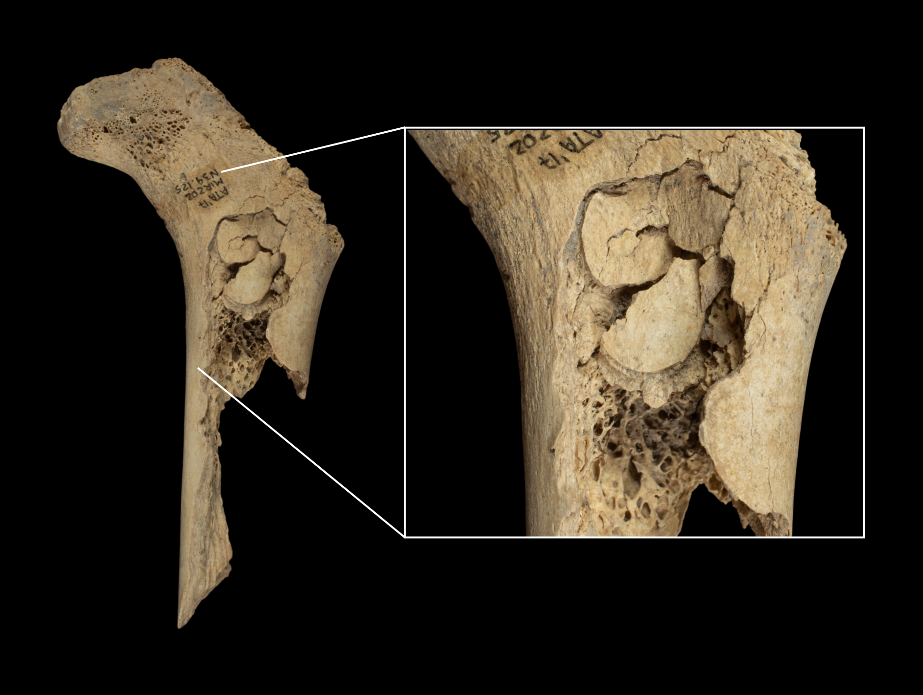 Infant human femur found at El Mirador, with percussion marks for marrow extraction. Credit: IPHES-CERCA
