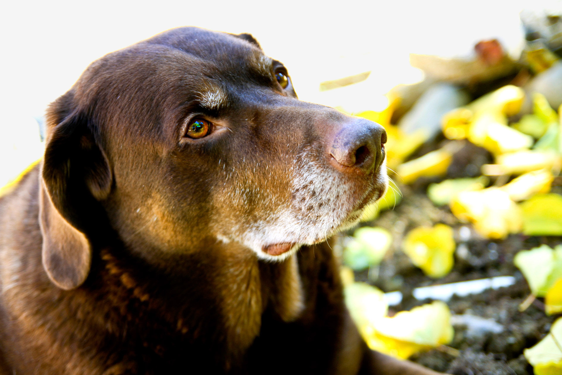 CC-0. https://www.publicdomainpictures.net/en/view-image.php?image=27736&picture=old-dog