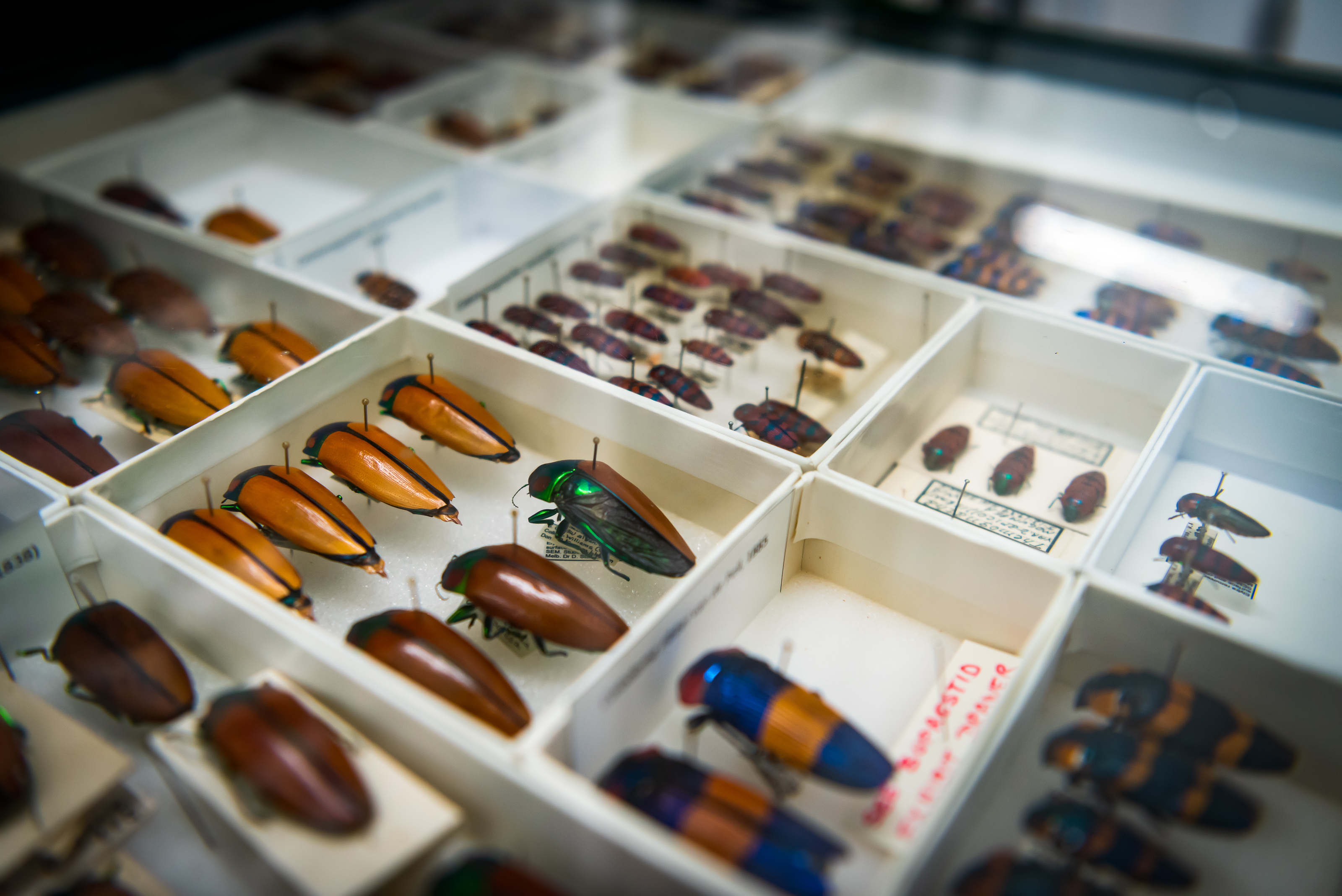 Beetle drawer, Australian National Insect Collection. Credit: Carl Davies