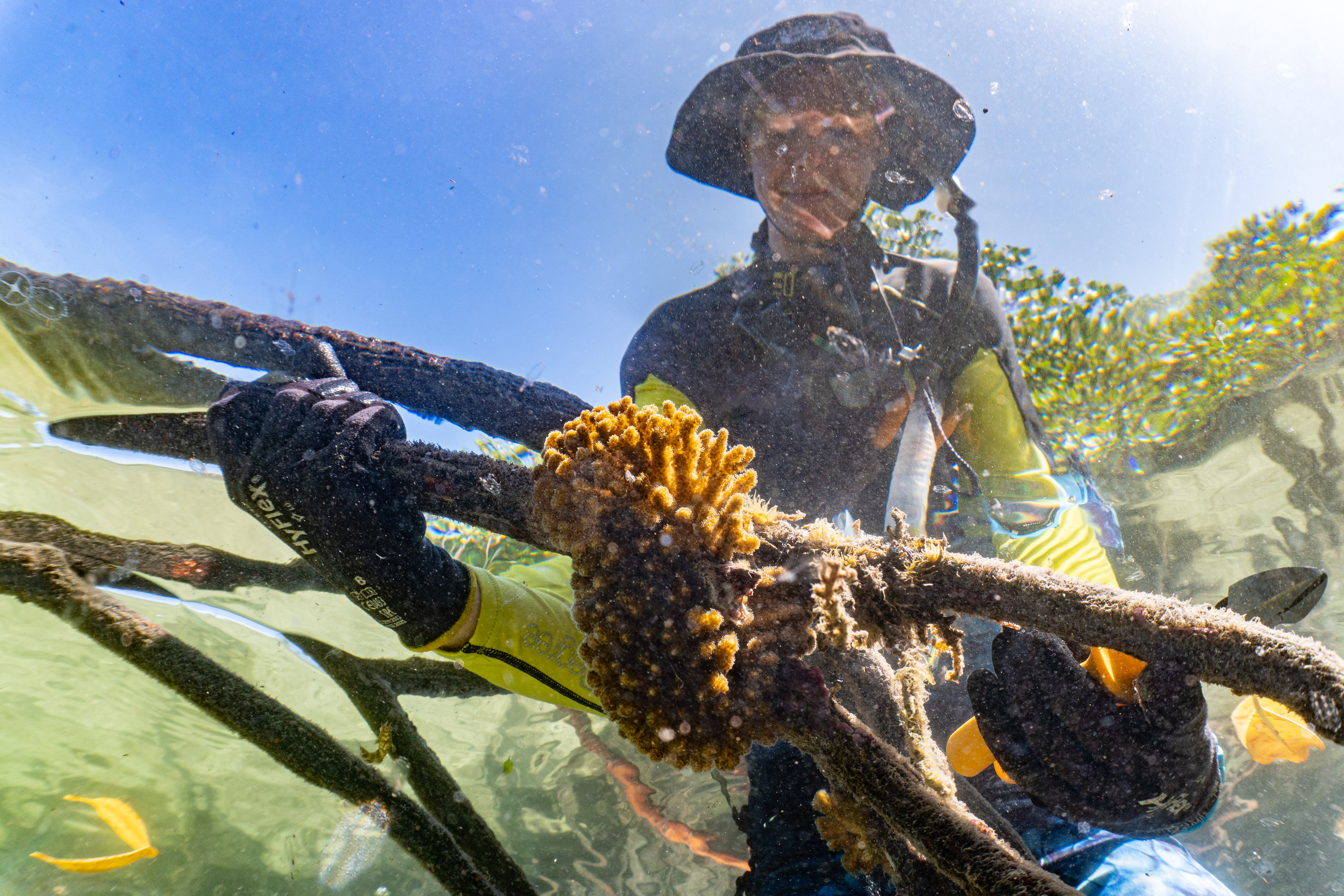 Researcher identifying mangrove corals. Photo credit: Jake Crosby