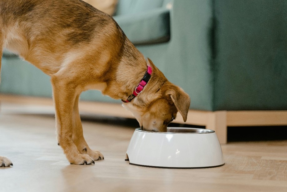: Dog either eating or ready to eat plant-based pet food.    Image credit: MART PRODUCTION, Pexels, CC0 (https://creativecommons.org/publicdomain/zero/1.0/) 