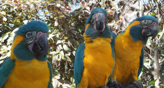 Three blue-throated macaws outdoors against a leafy backdrop.