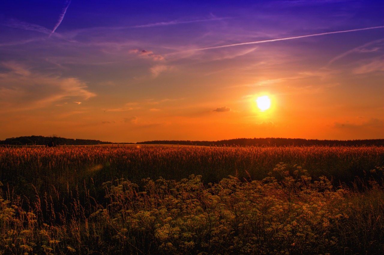 CC-0. https://pixabay.com/photos/sunset-field-meadow-flowers-789974/
