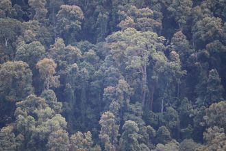 Old growth forest in Border Ranges National Park. Photo by Patrick Norman