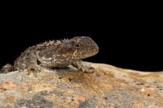 Rankinia diemensis, Mountain Dragon (Grampians National Park 2012)