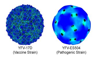 Yellow fever virus structures