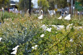 A Woody Meadow in Hoppers Crossing