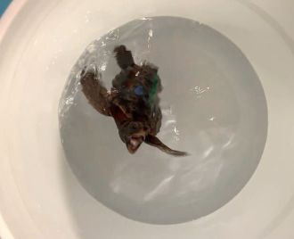 A young loggerhead turtle 'dancing' 