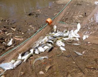 Fish captured with a seine net during sampling of a floodplain pool.
