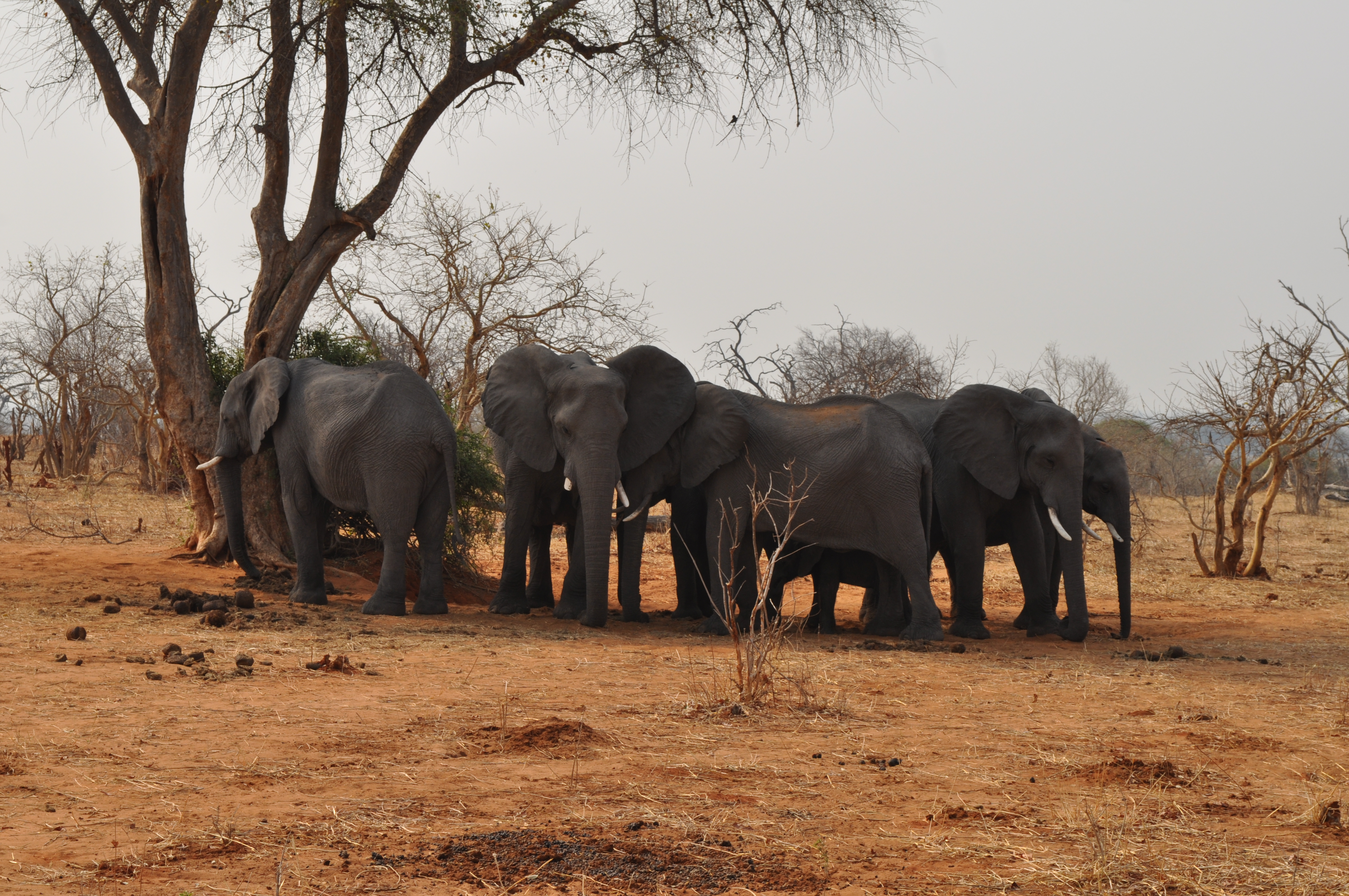 An example of a resting family unit, in the shade of a tree (with no mature bull present with the group). Photo: Tempe Adams