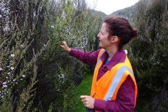 Corinne Watts (BSI MWLR) inspecting mānuka bushes to sample flowers from