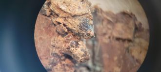 A close-up of the Brachychampsa teeth sampled in this study