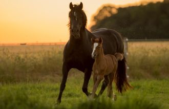 Affliative interactions between mare and foals