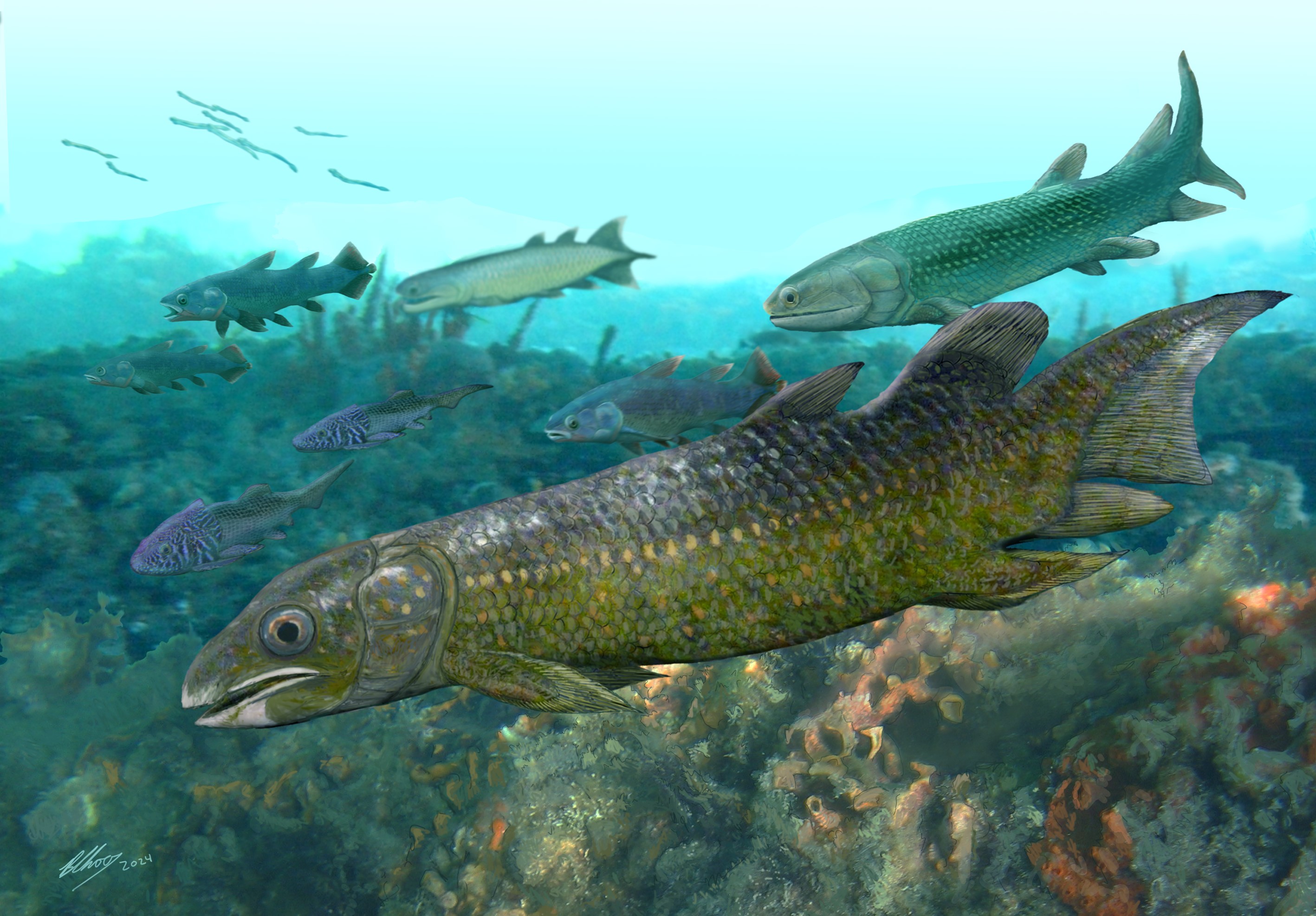 Illustration of Paleolopus - a lungfish that swam in the South Chinese seas 410 million years ago. Courtesy Brian Choo (Flinders University) 