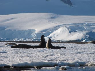 Young elephant seals