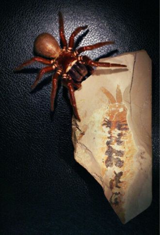 Spider