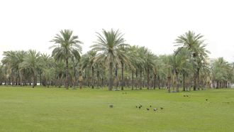 Datre-palm grove in UAE