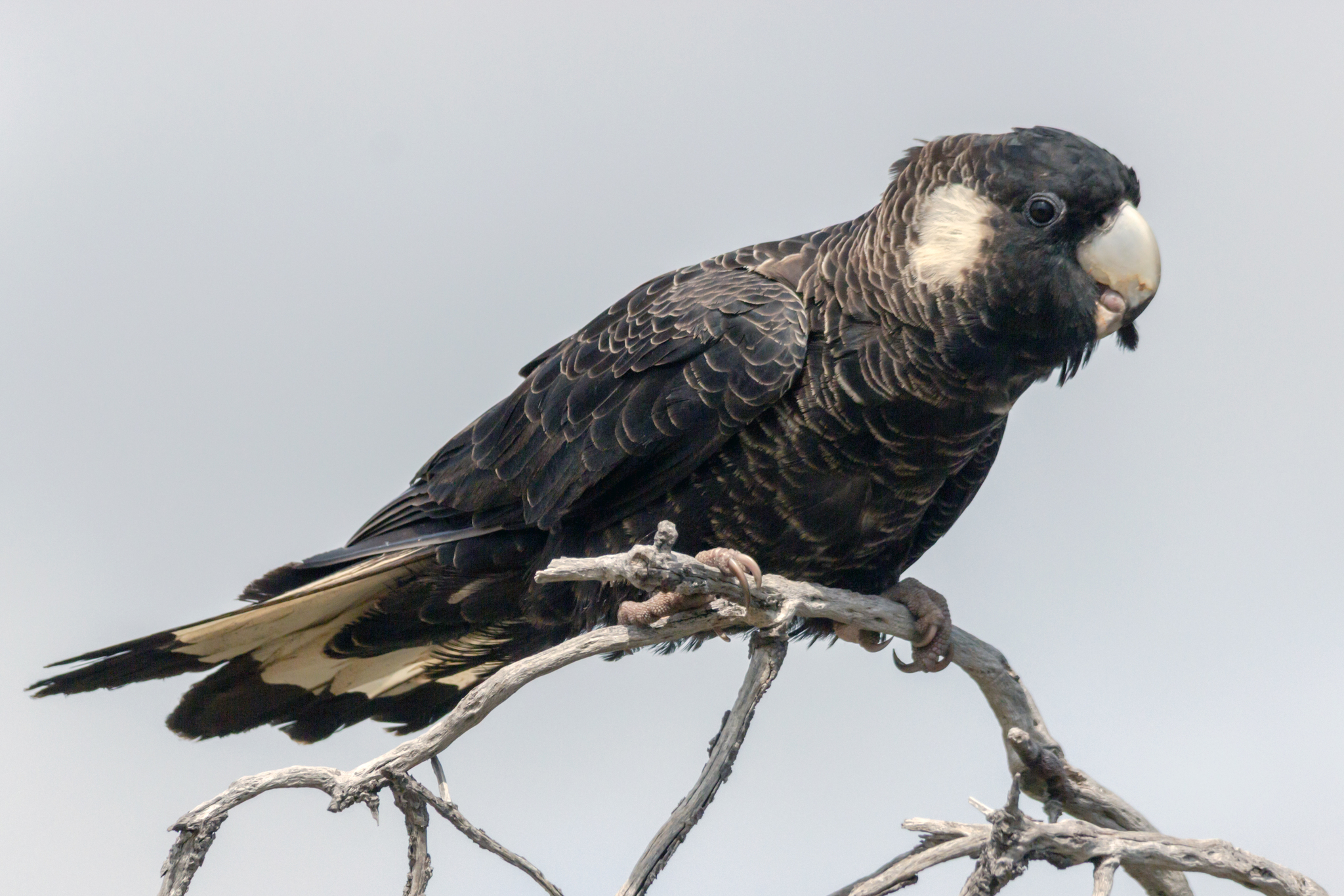 Photo by Andrew Allen via iNaturalist (CC-BY-4.0 https://creativecommons.org/licenses/by/4.0/)