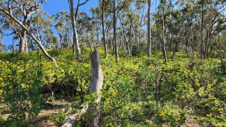 Boneseed infestation at Morialta Conservation Park