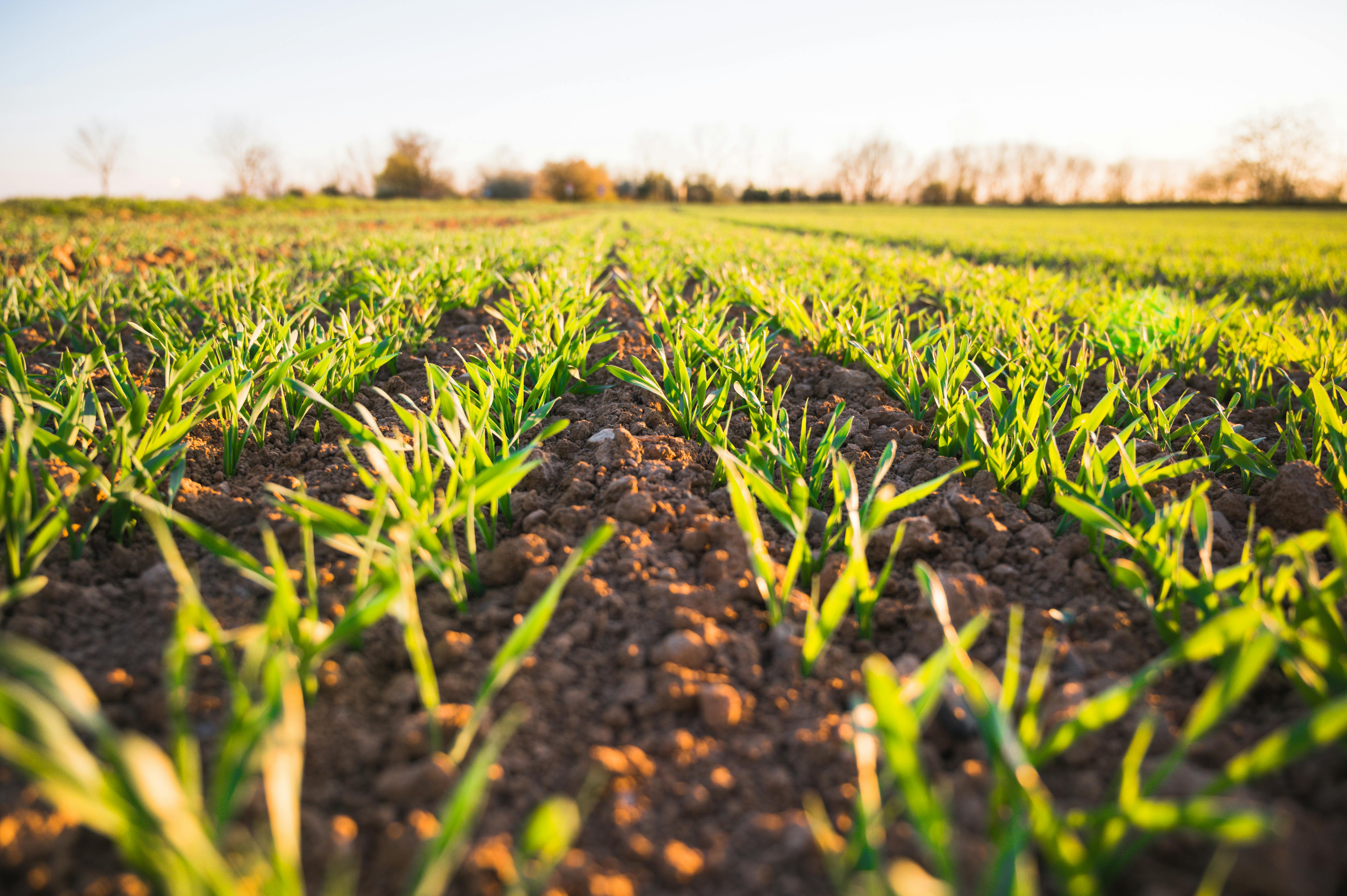 Photo by Jan Kopřiva: https://www.pexels.com/photo/plants-growing-on-field-in-countryside-4144833/