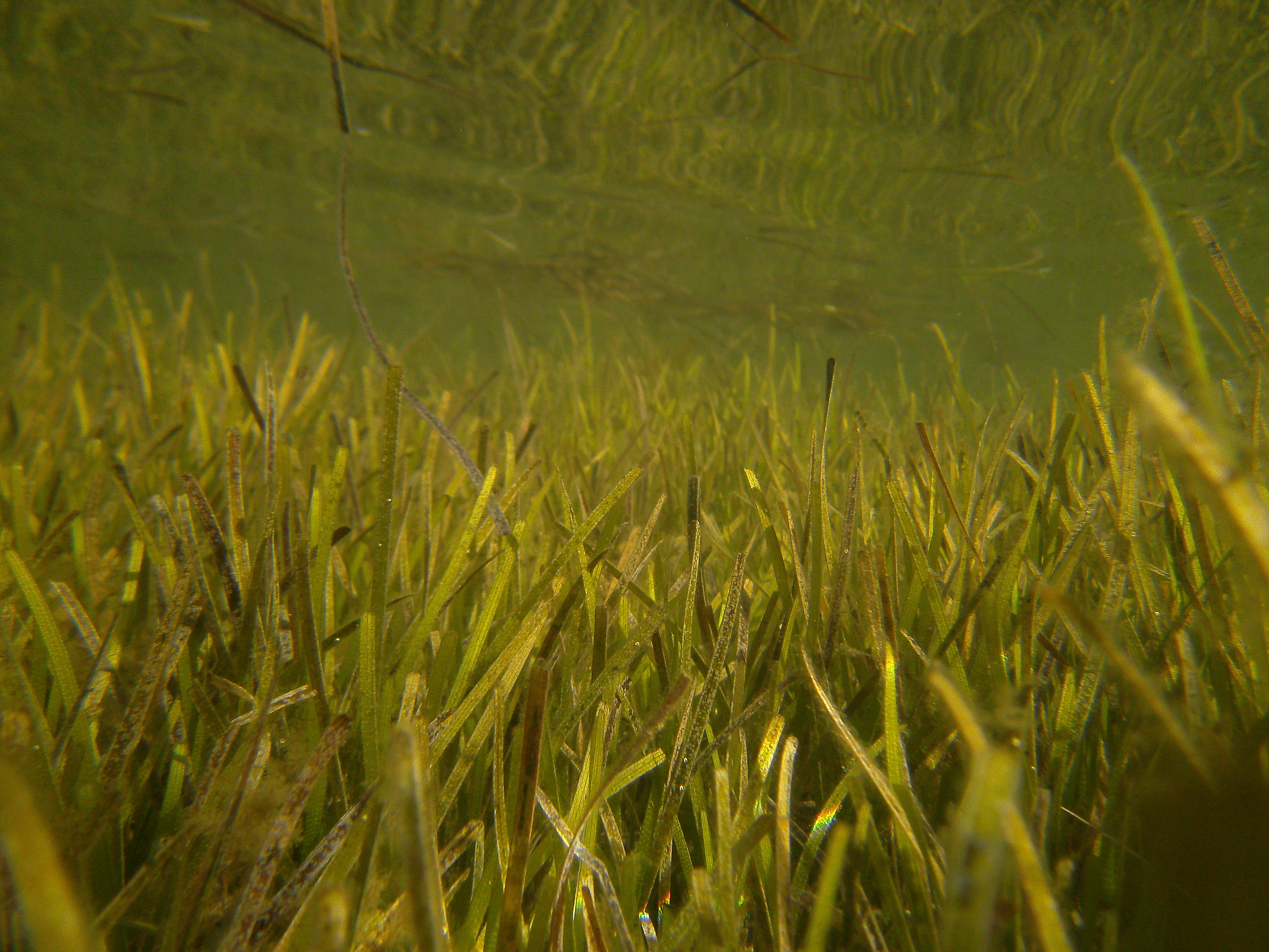 A seagrass meadow in Myuna Bay Credit: Renske Jongen