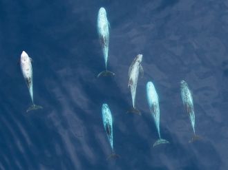 Risso's Dolphins