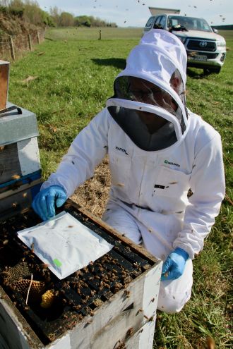 Norroa being placed in hive 2