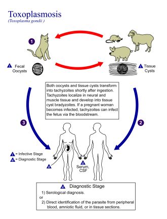 The life cycle of Toxoplasma gondii