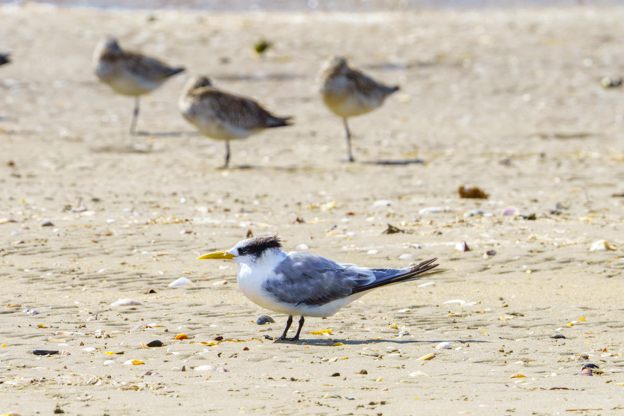 A Great Crested Tern  © jimchurches -iNaturalist https://creativecommons.org/licenses/by-nc-sa/4.0/
