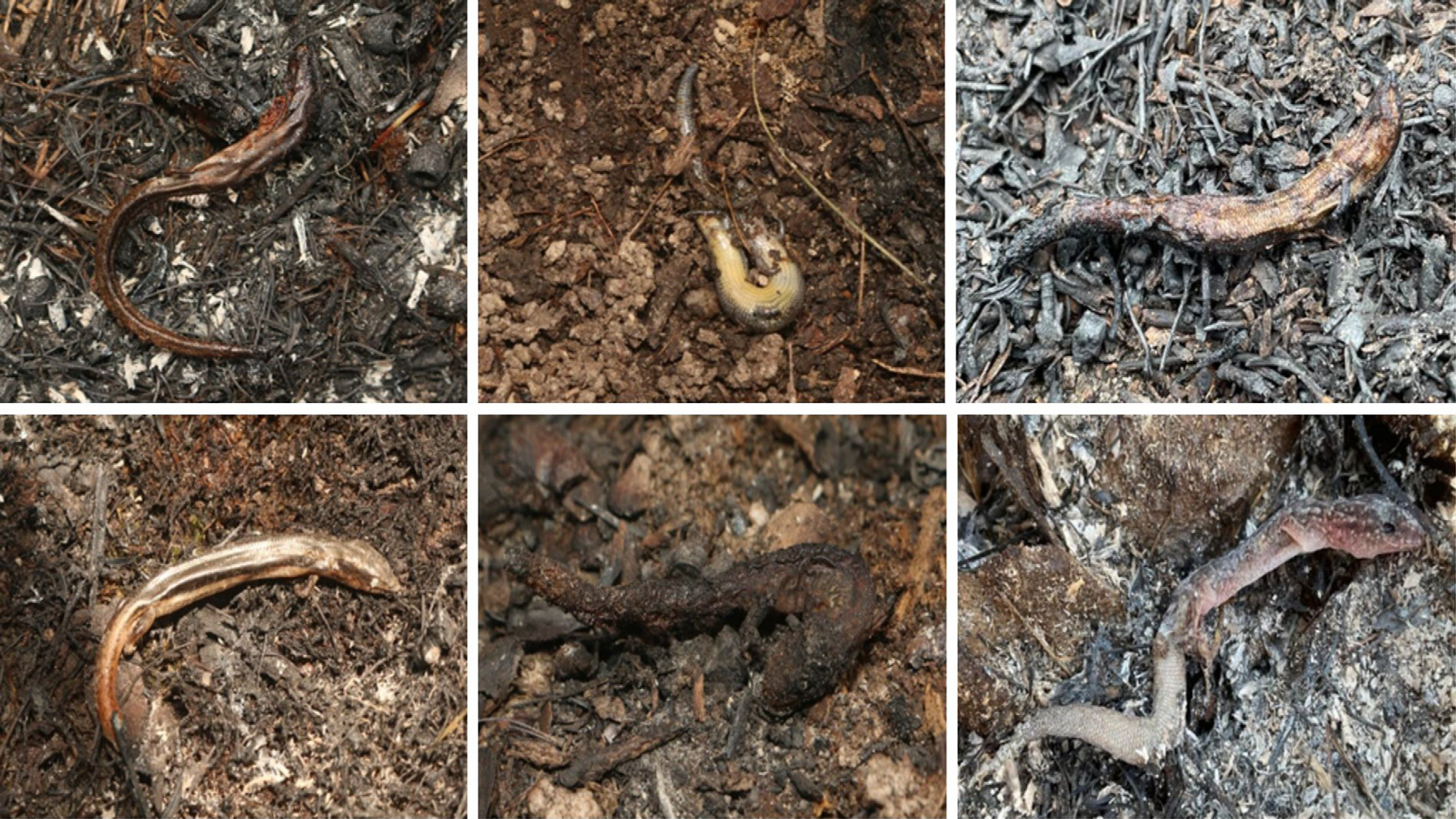 Dead lizards encountered during surveys following prescribed fire, Credit: Shawn Scott.