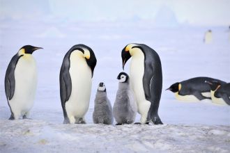 Emperor penguins with their chicks. 