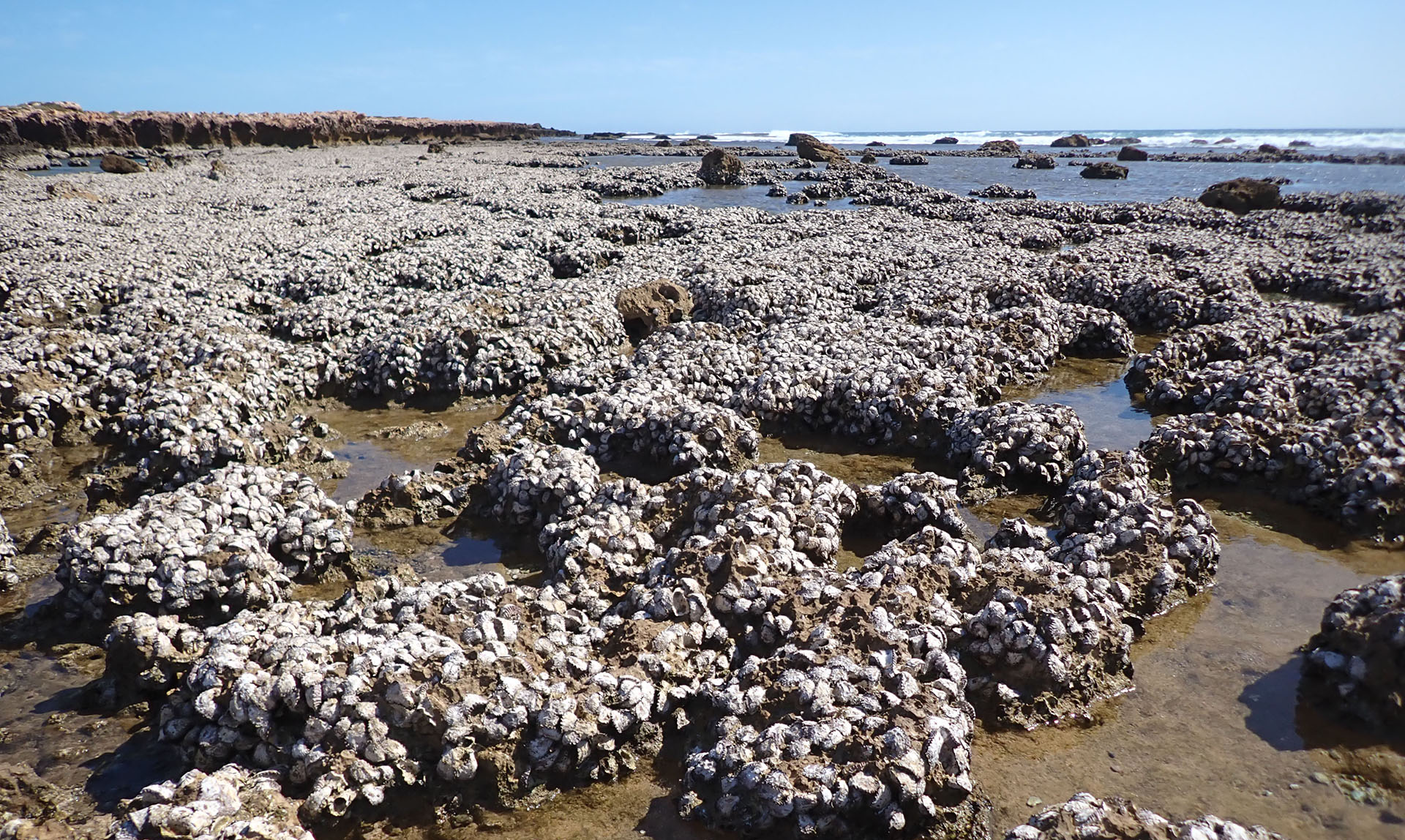 An oyster reef at Point Quobba, WA, formed by Saccostrea scyphophilla