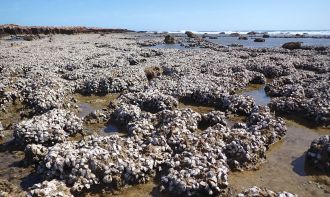 An oyster reef at Point Quobba, WA, formed by Saccostrea scyphophilla