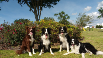 Four canine research participants