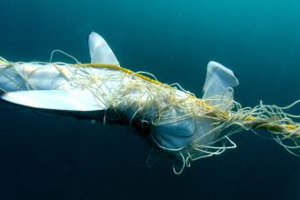 Hammerhead shark entangled in a net 