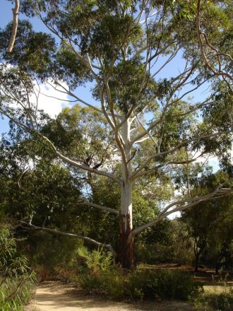 Flooded gums reach 45 to 55 metres in height