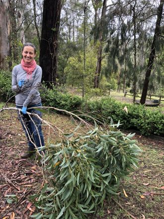 Dr Rachael Gallagher working with eucalypts in the field.